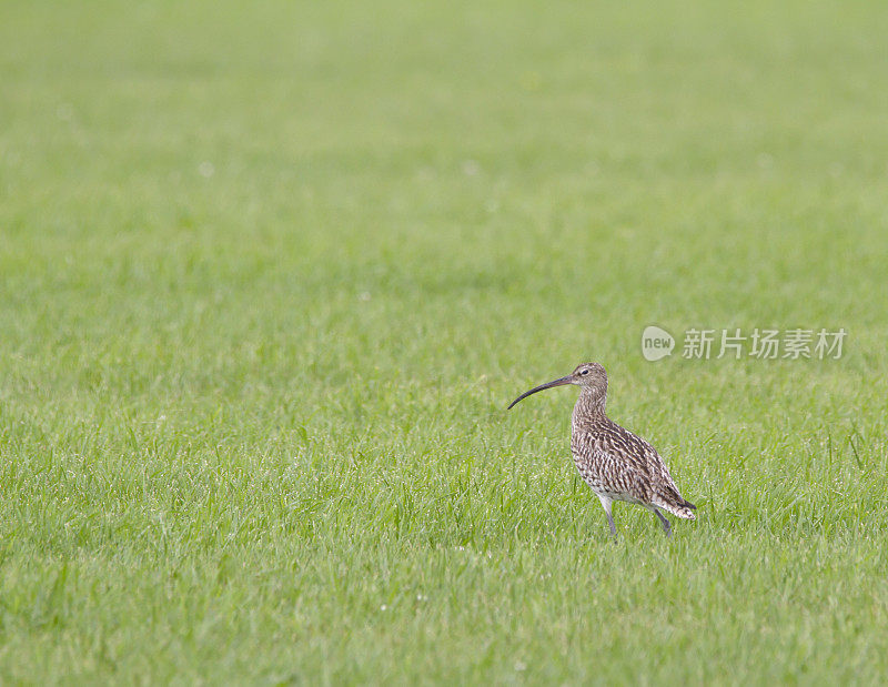 欧亚鹬（Numenius arquata）